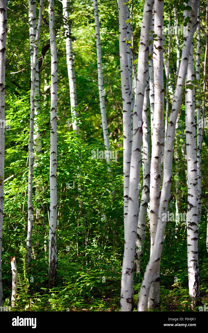 Troncs de bouleaux blancs. Forêt ensoleillée de printemps Banque D'Images