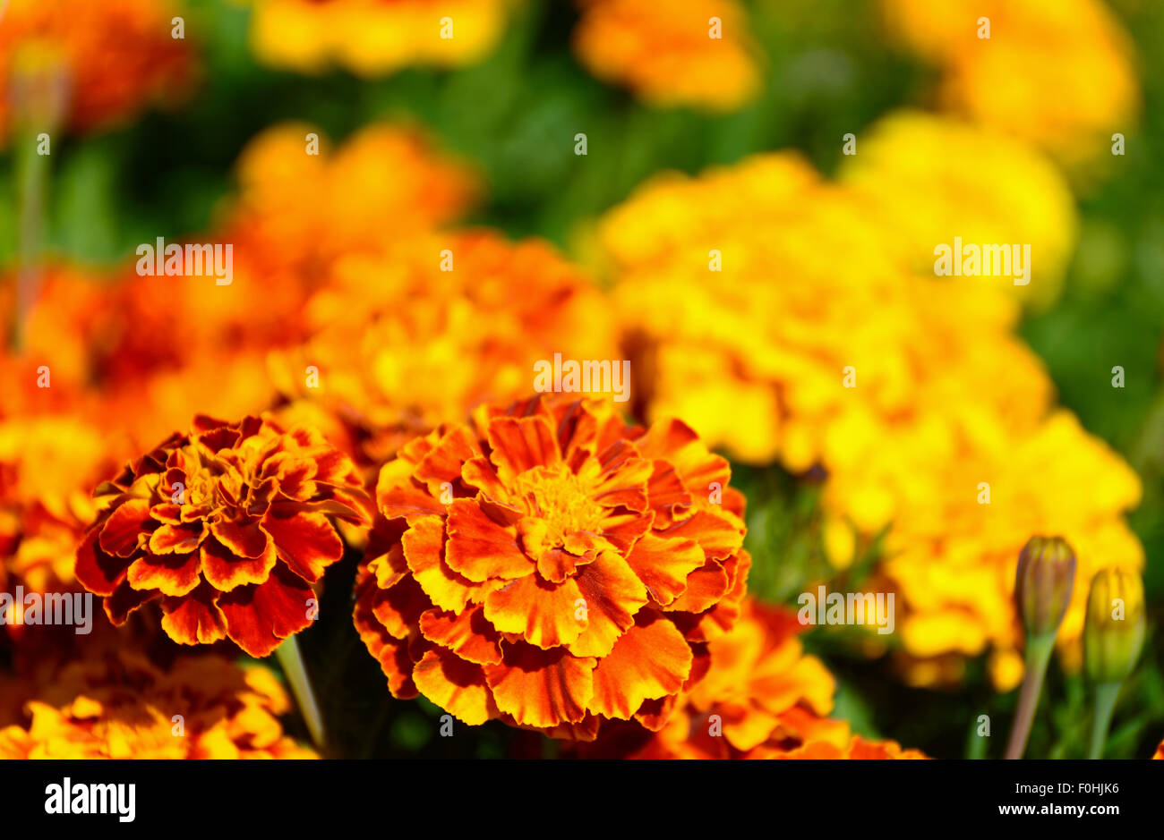 Fleurs de souci aux beaux jours Banque D'Images