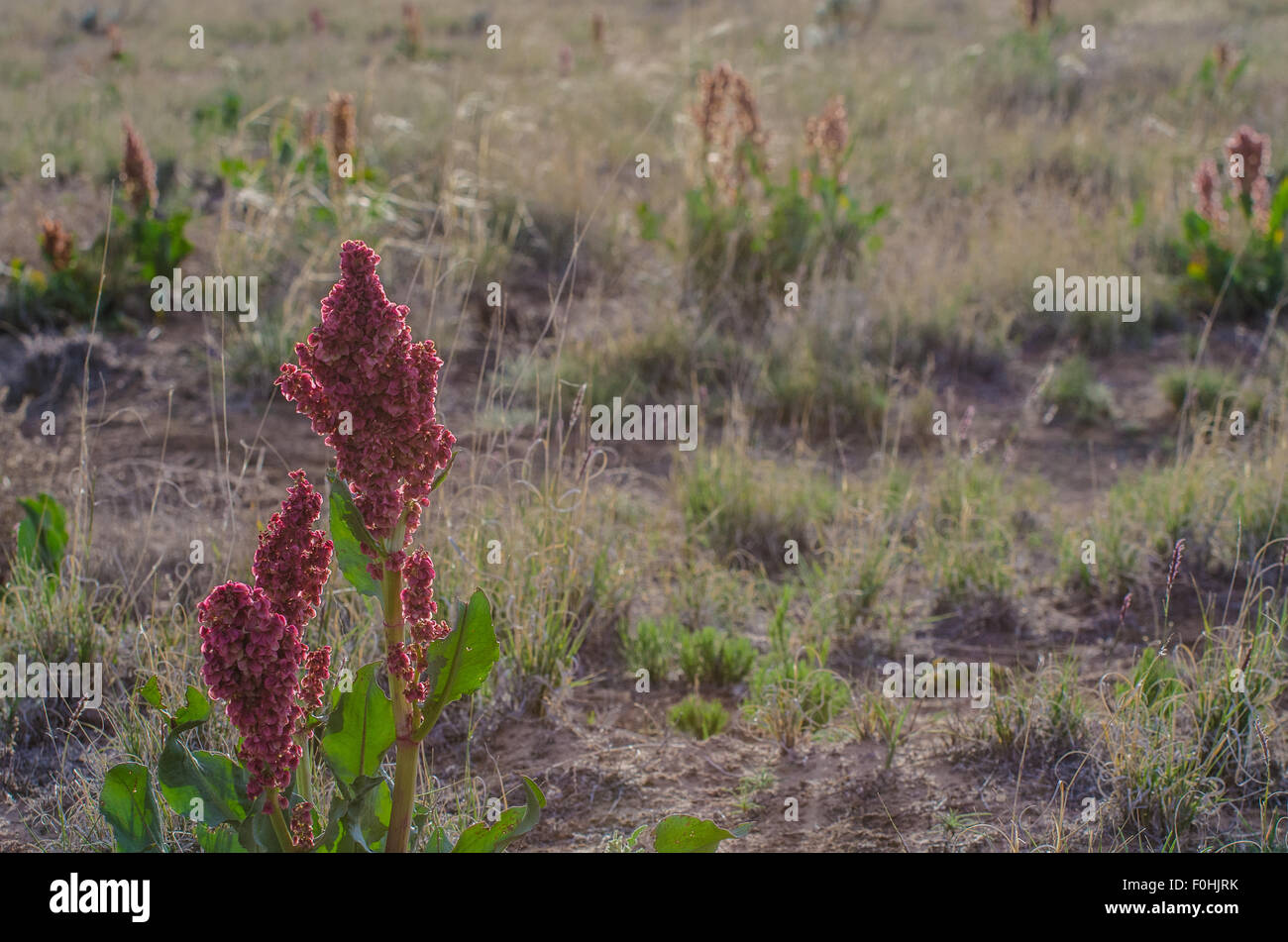 La rhubarbe sauvage (Rumex hymenosepalus,), les volcans d'utilisation diurne, Petroglyph National Monument, New Mexico, USA. Banque D'Images