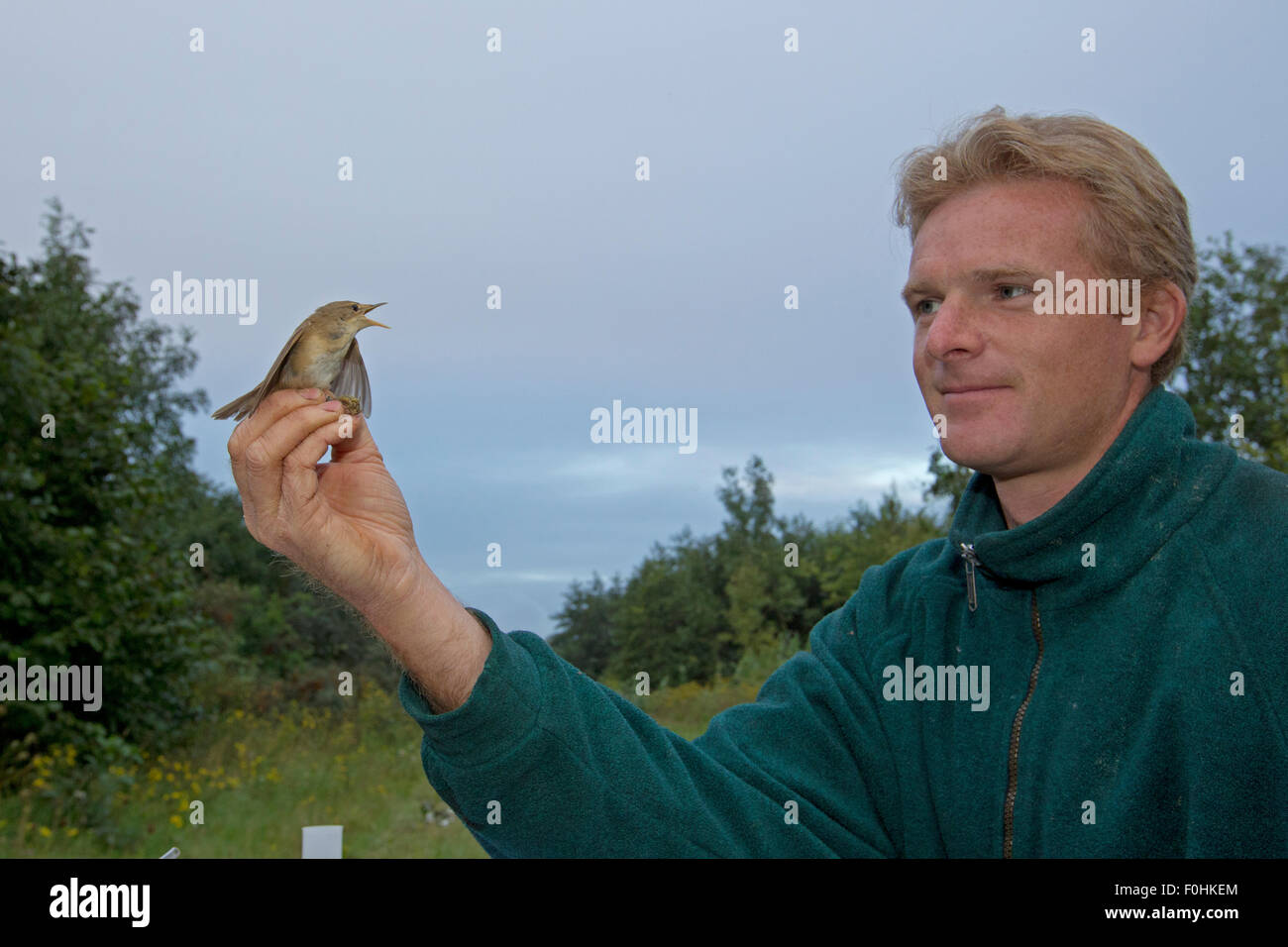 Man holding Spotted flycatcher (Muscicapa striata) pris en résultat net de la sonnerie, dans un allotissement, Grande-Synthe, Dunkerque, France, septembre 2010, parution du modèle Banque D'Images