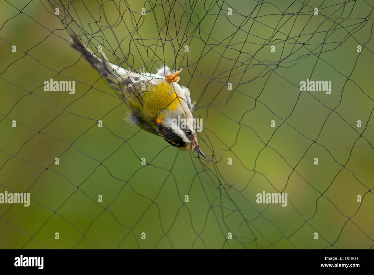 (Regulus ignicapillus Firecrest) pris dans la brume net pour sonner, à l'attribution, Grande-Synthe, Dunkerque, France, septembre 2010 Banque D'Images