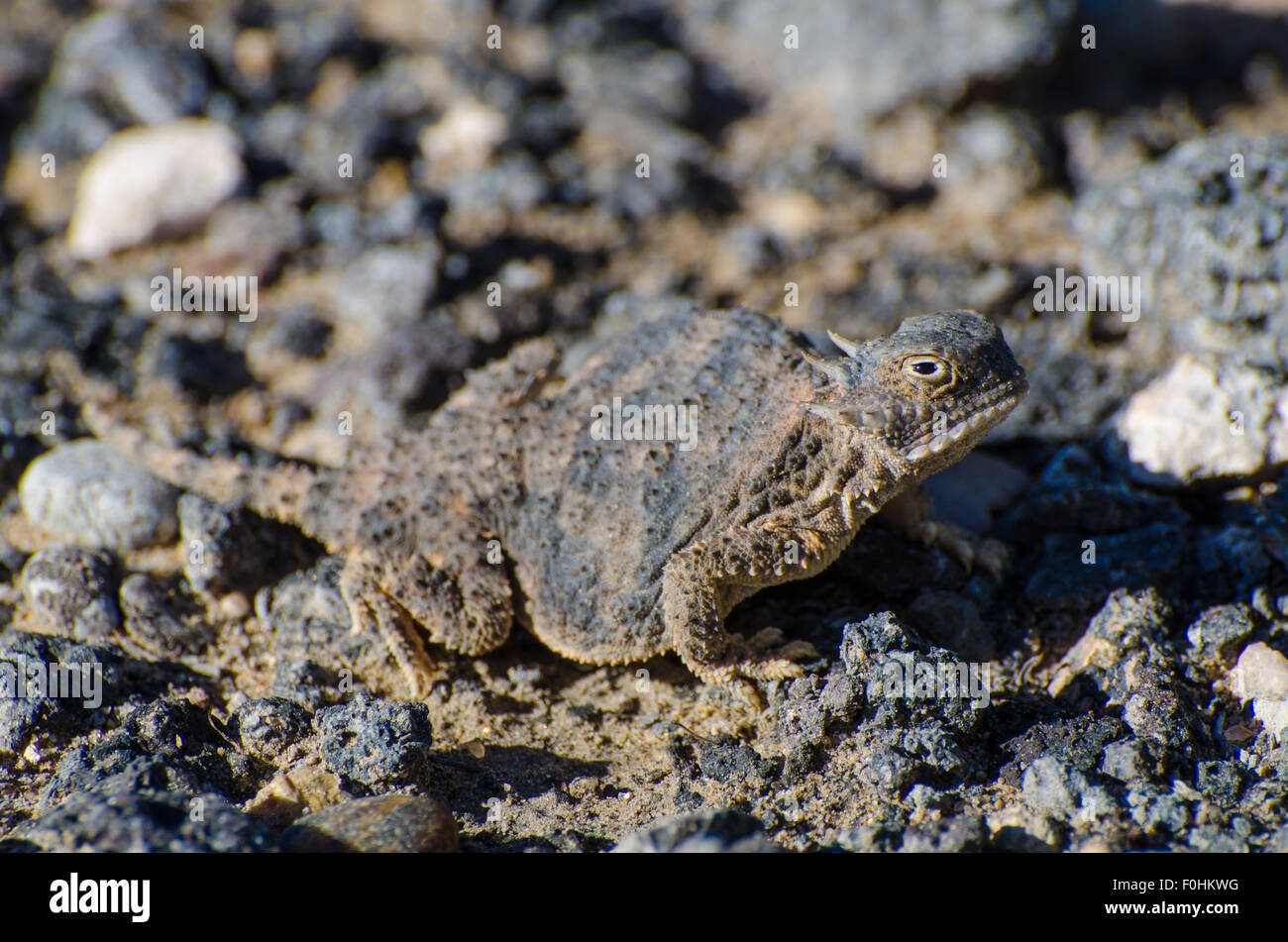 Iguane à queue ronde, (Phrynosoma modestum), les volcans d'utilisation diurne, Petroglyph National Monument, New Mexico, USA. Banque D'Images