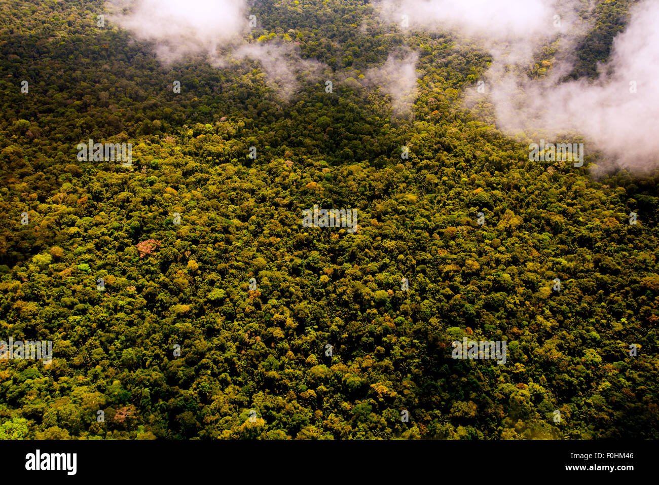 Amazon Rainforest aerial Banque D'Images