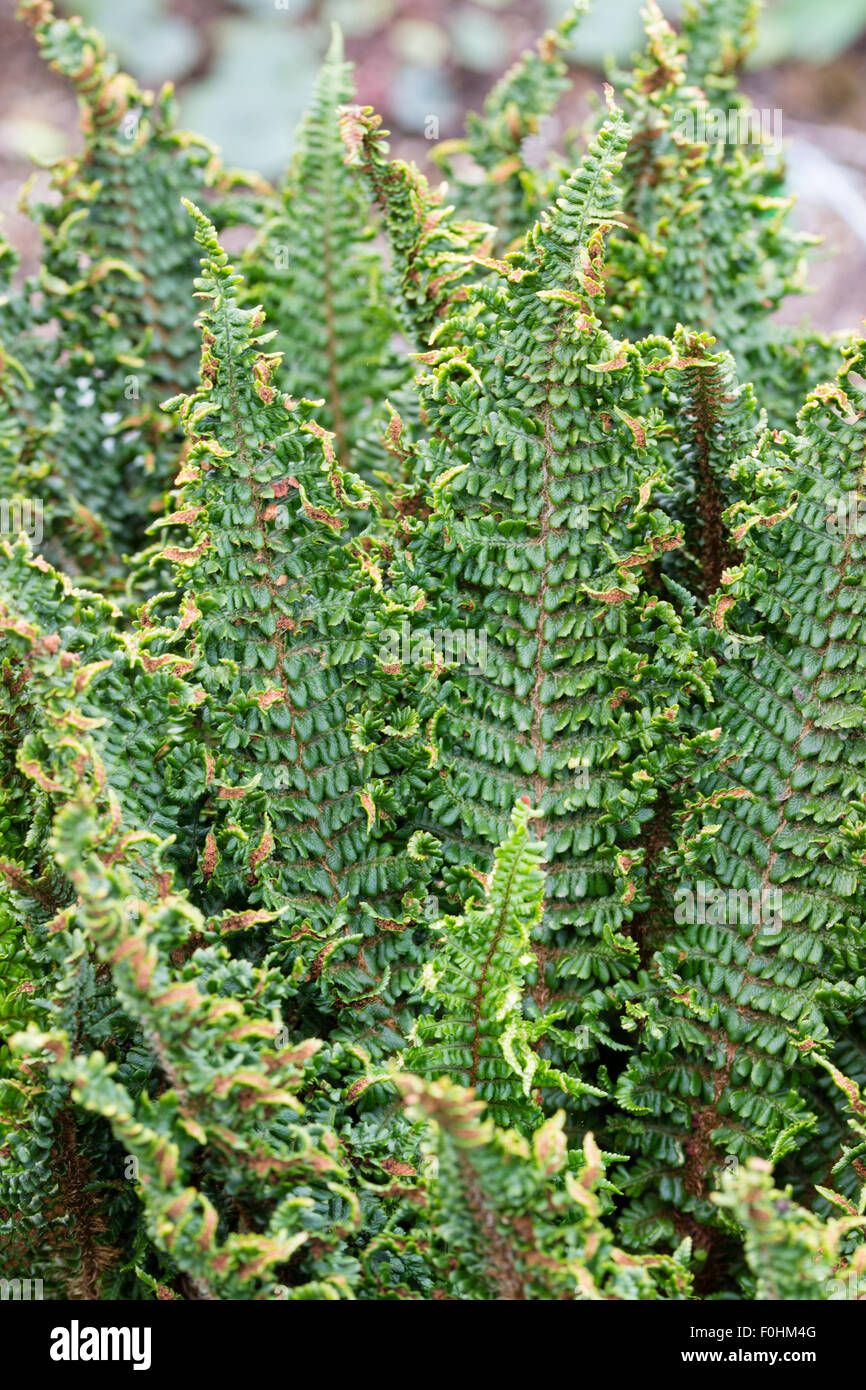 Feuillage de la forme squameuse du natif du Royaume-Uni, Fougère mâle Dryopteris affinis 'Crispa gracilis' Banque D'Images