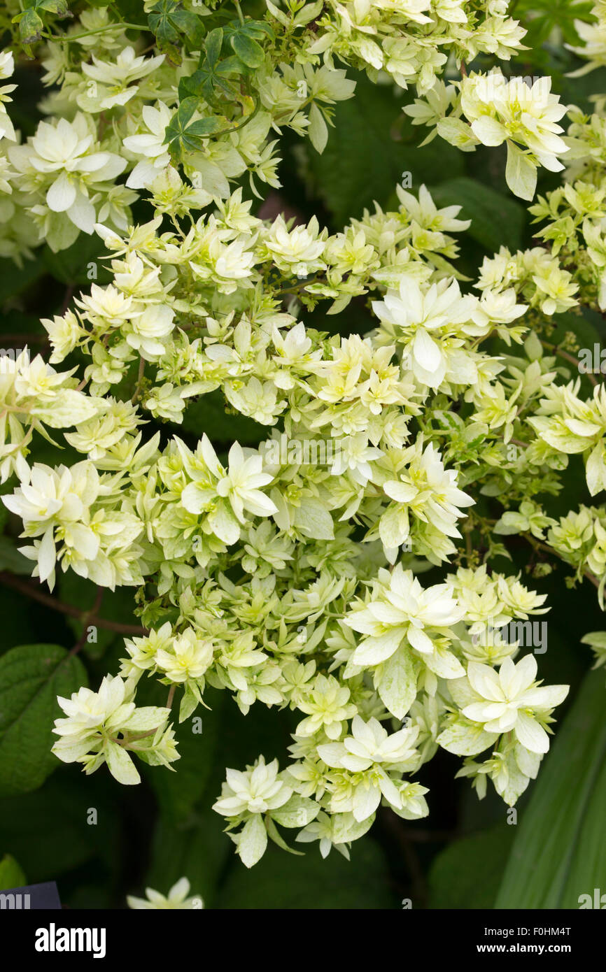 Double blanc fleurs stériles de la fin de l'été fleurs Hydrangea arborescens 'Hayes Starburst' Banque D'Images