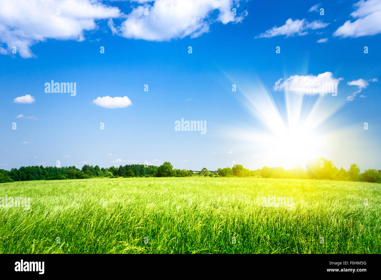 Coucher de soleil sur champ vert agricole Banque D'Images