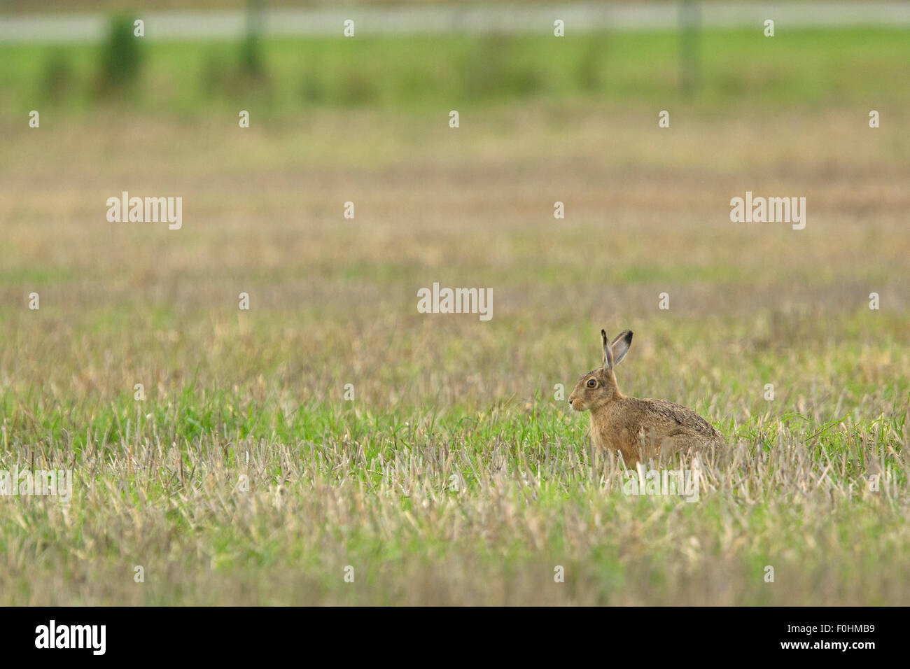 Lièvre d'Europe (Lepus europaeus) assis dans l'herbe courte, Grande-Synthe, Dunkerque, France, septembre 2010 Banque D'Images