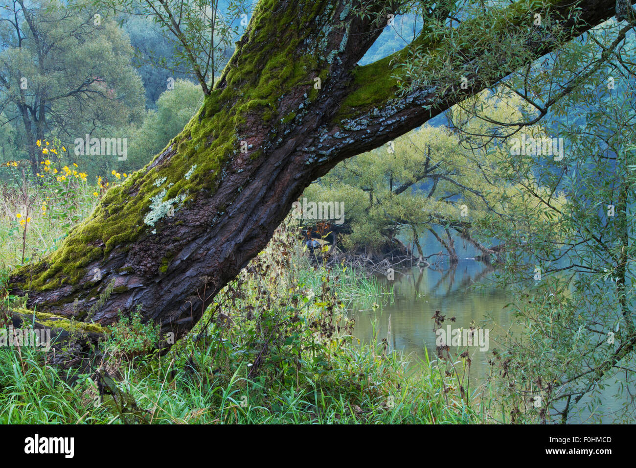 Les saules (Salix sp) et autre végétation sur la rive de la rivière San, Myczkowce, Pologne, septembre 2011 Banque D'Images