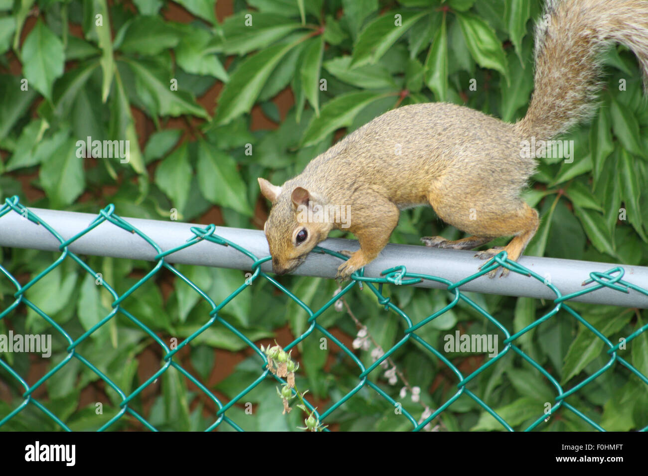 L'Écureuil gris (Sciurus carolinensis) sur le dessus de la clôture. Banque D'Images