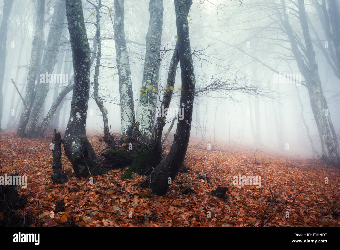 Sentier à travers un mystérieux dark old forest dans le brouillard. Matin d'automne en Crimée. Ambiance magique. Fairytale Banque D'Images