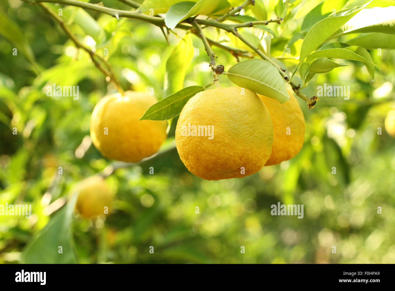 Les fruits jaunes mûrs sur Yuzu - bush citron japonais Banque D'Images
