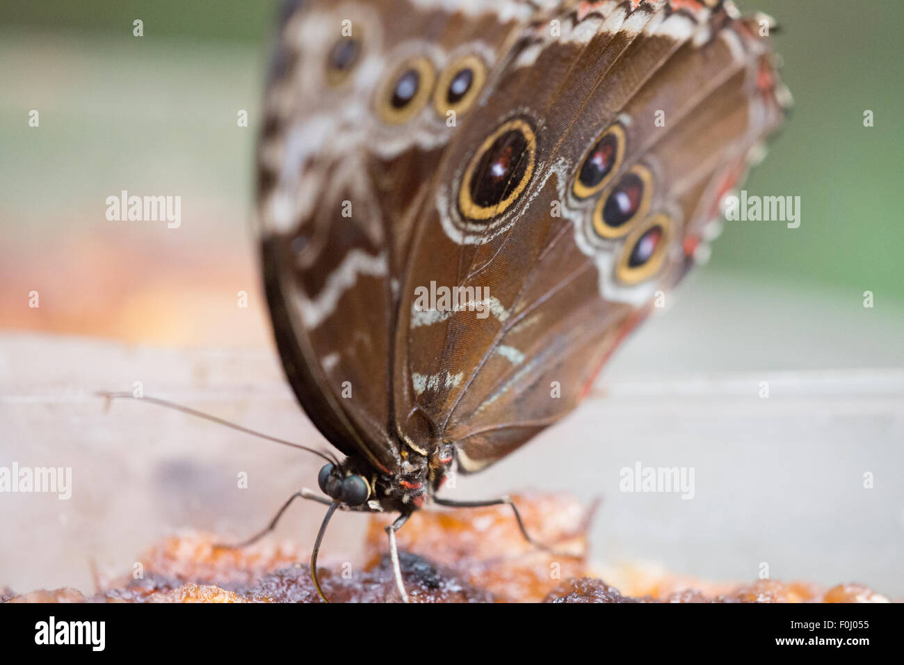 Détail d'un papillon aux ailes ouvertes. La faune au Costa Rica Banque D'Images