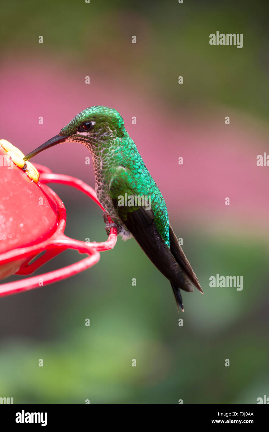 Un colibri se reposant à un point d'eau au Costa Rica Banque D'Images