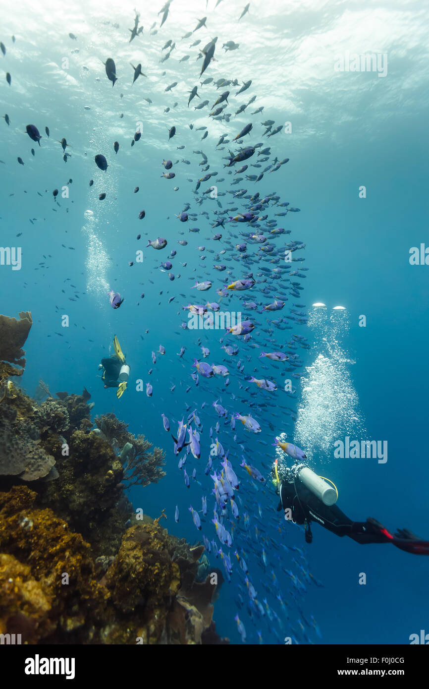 École de la wrasse créole bleue, Clepticus Parrae, nage par plongeurs alonmg récif corallien. Banque D'Images