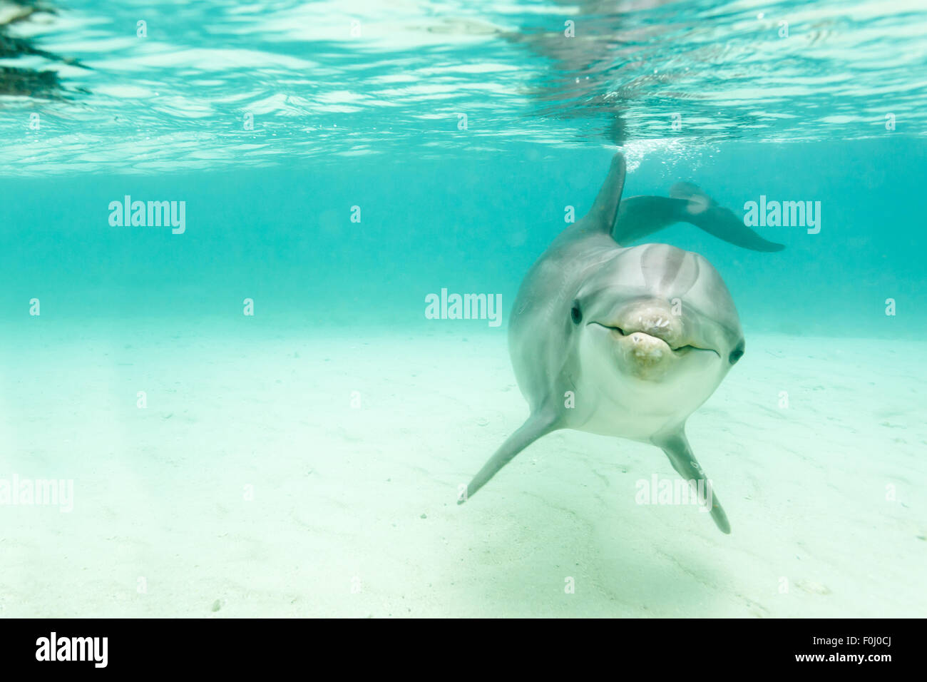 Friendly grand dauphin nager sous l'eau Banque D'Images