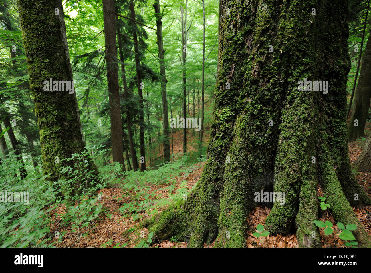 Les vieilles forêts de hêtres dans une réserve WWF près de Parc National de Piatra Craiului, Carpates du Sud, Rewilding Europe site, Roumanie Banque D'Images