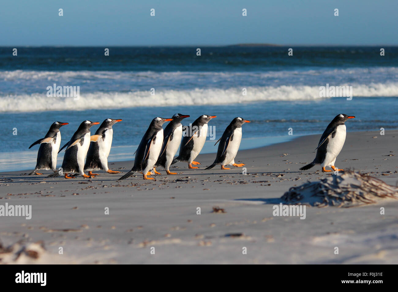 Sitemapcdatahttpsshopinf Inetcomimage De Manchots Sur Une Plage