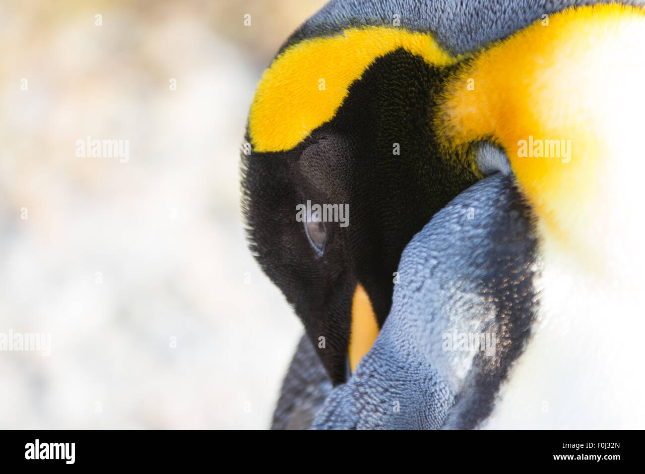 Manchot royal (Aptenodytes patagonicus) close up. Îles Falkland. Banque D'Images