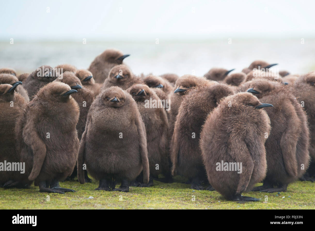 Manchot royal (Aptenodytes patagonicus) Crèche de gros poussins brun. Banque D'Images