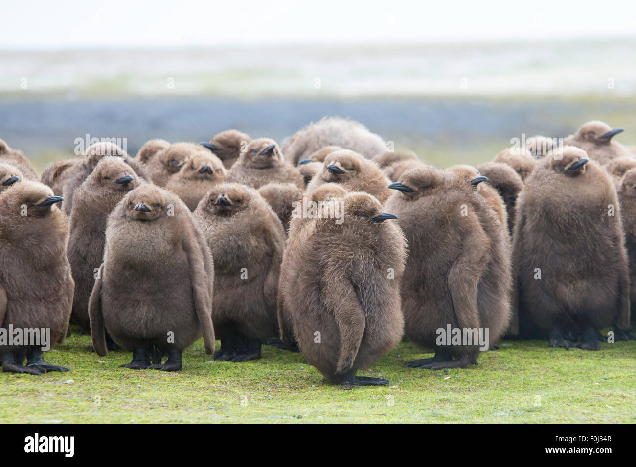 Roi juvénile Penguin chicks blottis sous la pluie. Point de bénévolat, îles Falkland. Banque D'Images