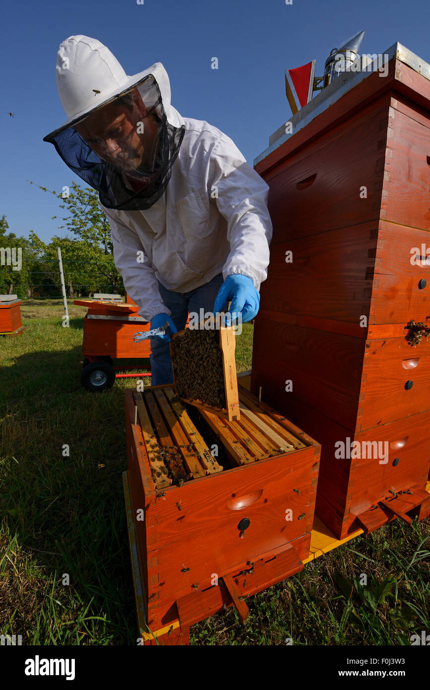 Gagnante du prix apiculteur Sanjin Zarkovic à son abeille (Apis mellifera) ferme à Melnice, parc naturel de Velebit, Rewilding Europe area, montagnes Velebit, Croatie Banque D'Images