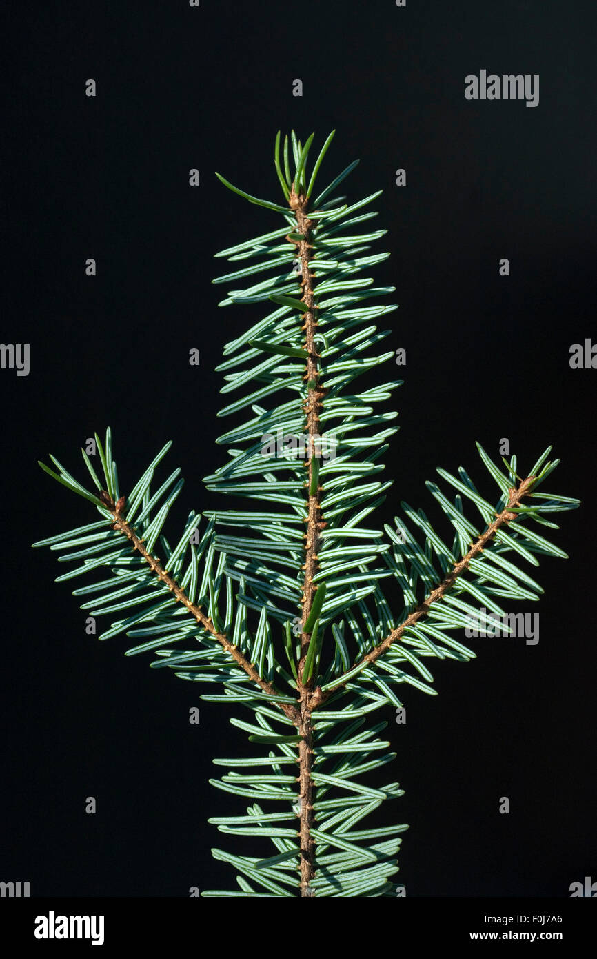 Douglasie, Pseudotsuga menziesii, AST,, Banque D'Images