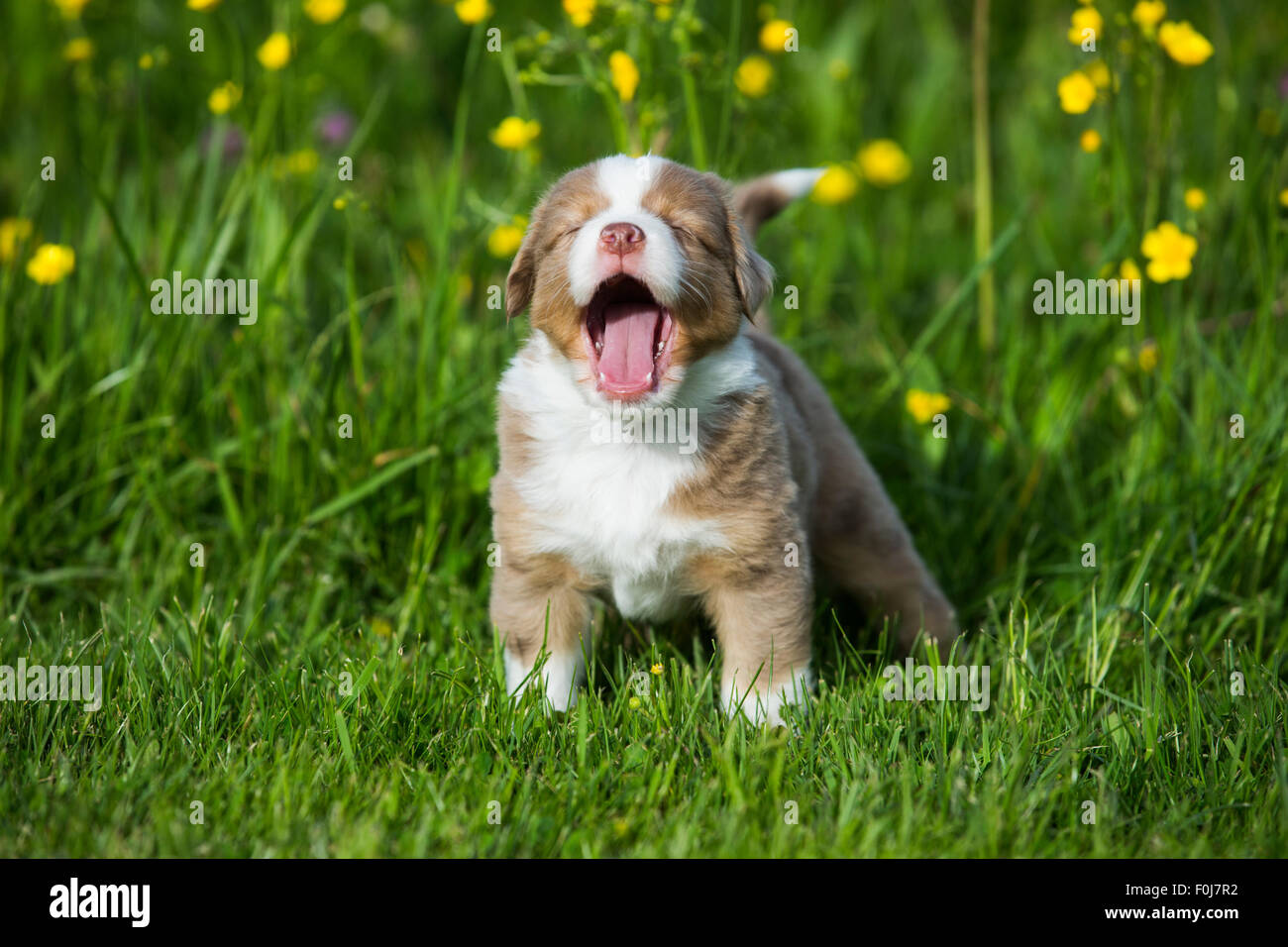 American Shepherd miniature ou Berger Australien miniature ou Mini chiot Aussie, rouge merle, debout dans la prairie de fleurs, les bâillements Banque D'Images