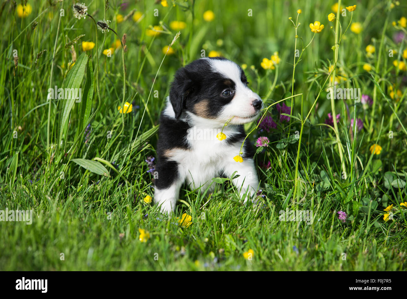 American Shepherd miniature ou Berger Australien miniature ou Mini chiot Aussie, Noir Tri, assis dans flower meadow Banque D'Images