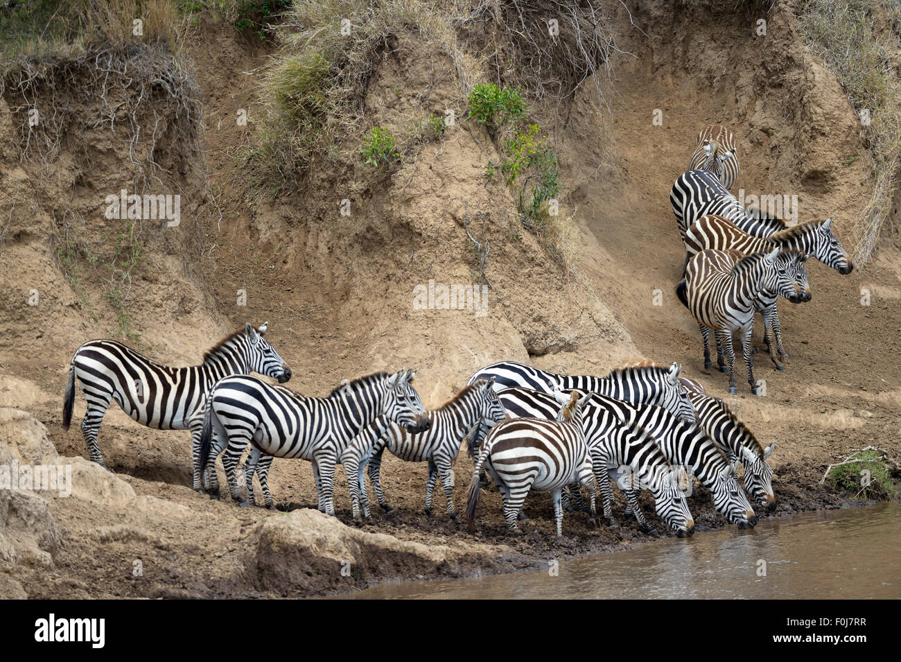 Zèbre des plaines (Equus quagga), au cours de la migration des troupeaux, grande randonnée, river crossing, hésitante, de boire, sur des pentes escarpées Banque D'Images