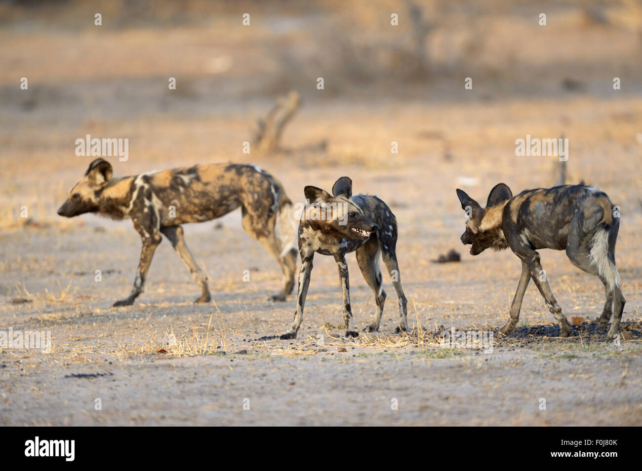 Chien sauvage d'Afrique (Lycaon pictus), menaçant, montrant les dents, le parc national de South Luangwa, en Zambie Banque D'Images
