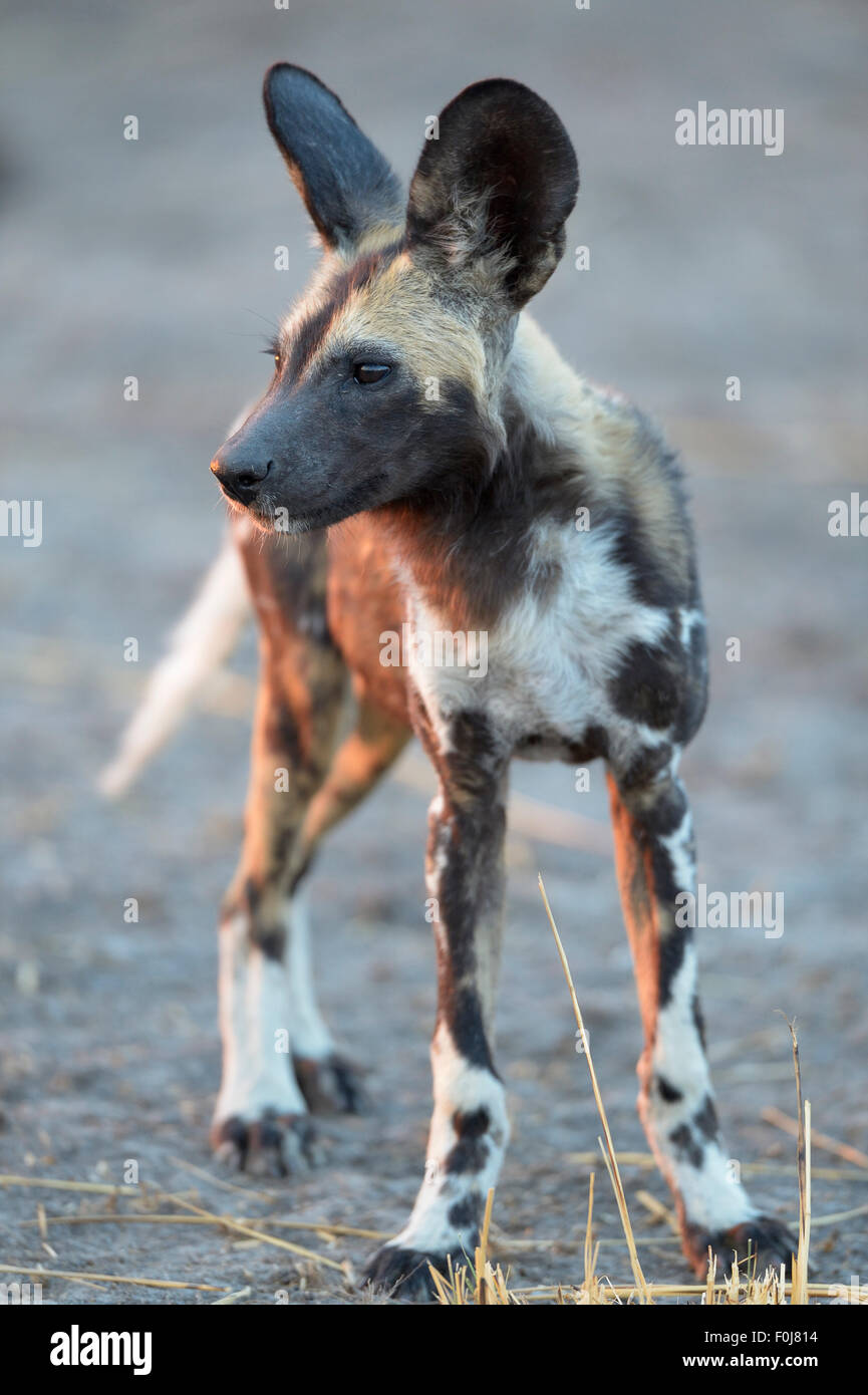 Chien sauvage d'Afrique (Lycaon pictus), les jeunes, portrait dans le soir, la lumière, le parc national de South Luangwa, en Zambie Banque D'Images