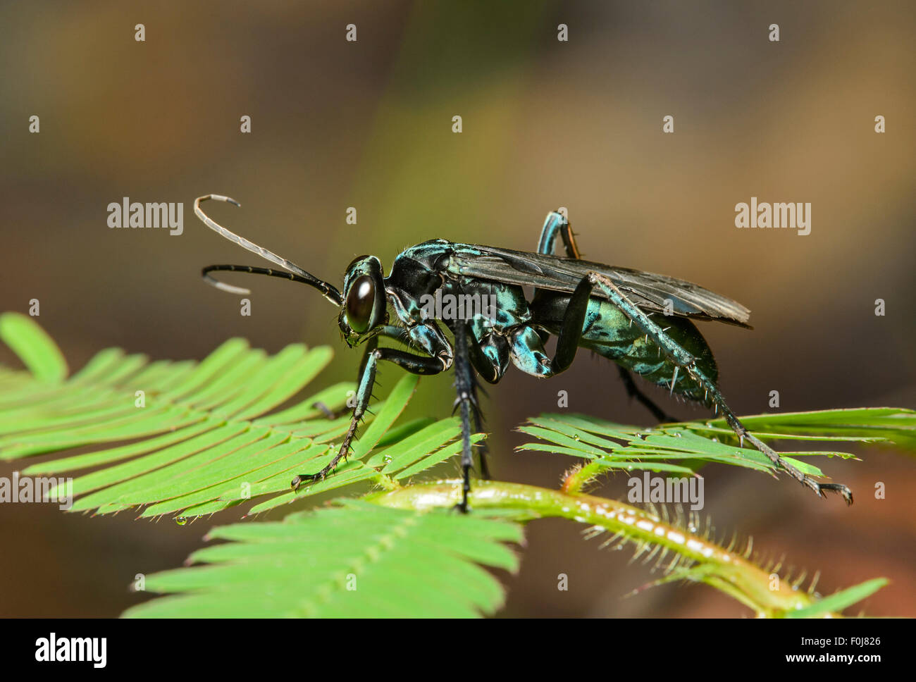 Potter néotropicale (wasp des Vespidés et), Amazon rainforest, Parc national Yasuni, en Equateur Banque D'Images