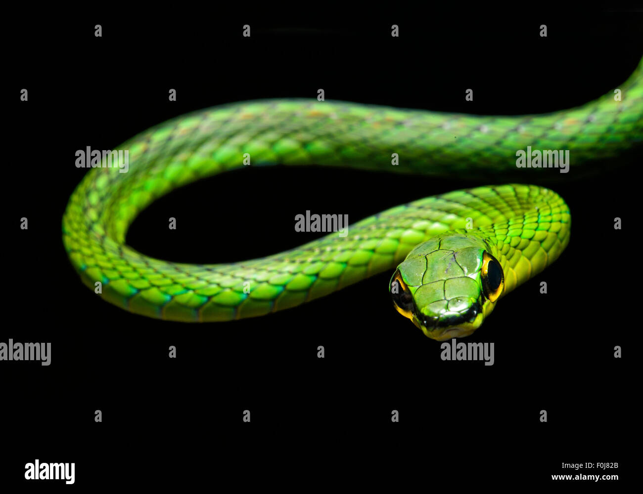 La serpent de vigne (Oxybelis brevirostris), snake (Colubridae), Chocó rainforest, Équateur Banque D'Images