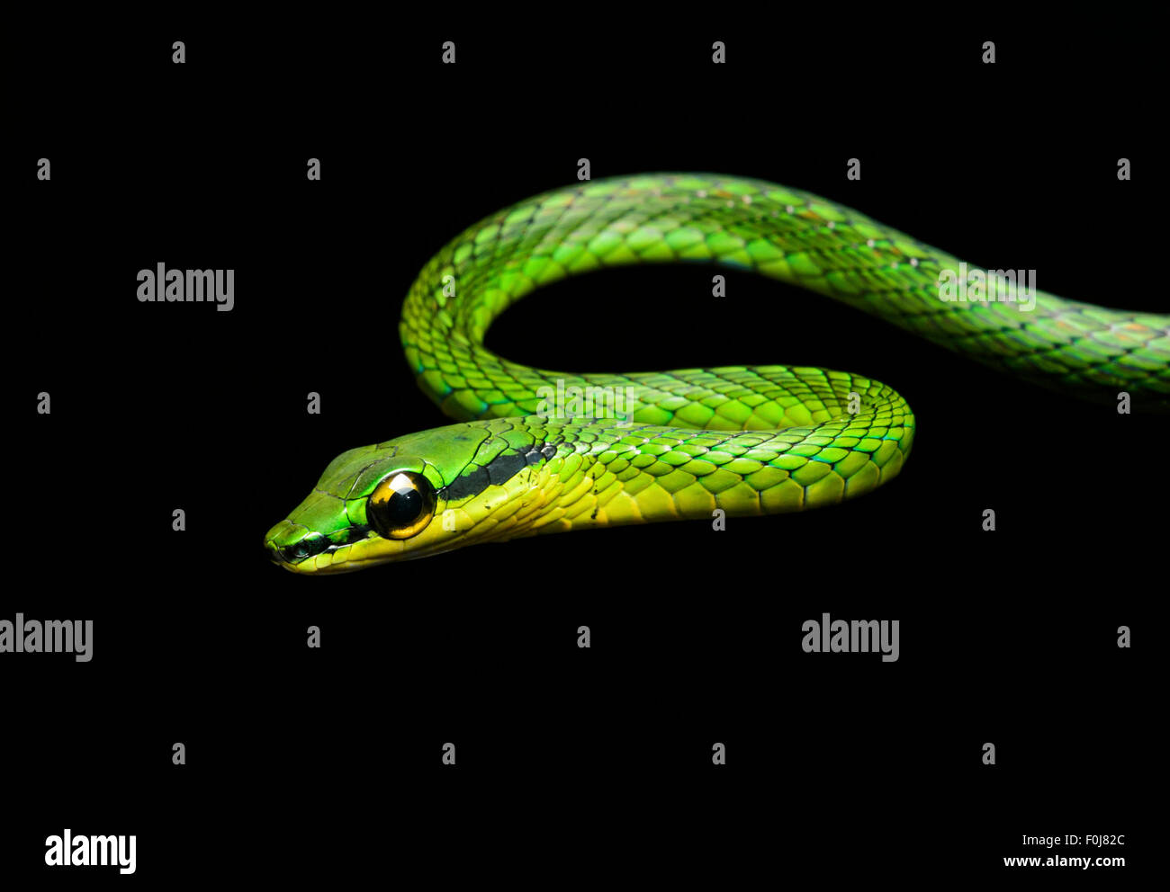 La serpent de vigne (Oxybelis brevirostris), snake (Colubridae), Chocó rainforest, Équateur Banque D'Images