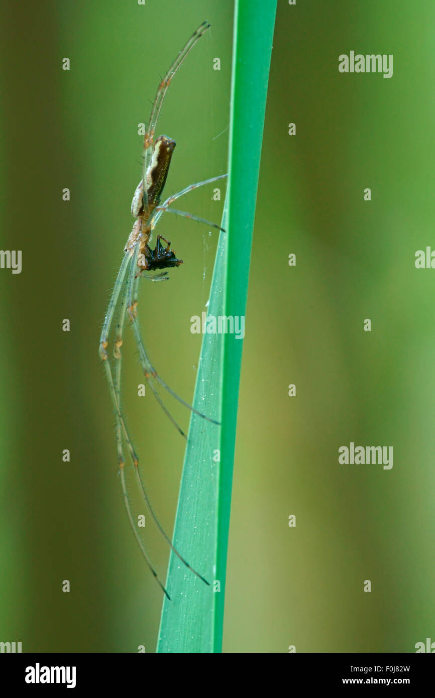 Plate-long-orb weaver spider (Tetragnatha extensa) avec les proies, Hesse, Allemagne Banque D'Images