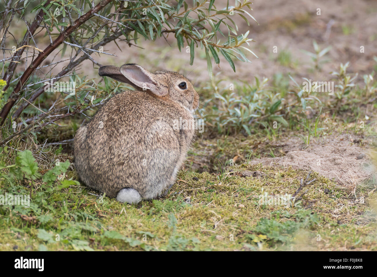 Commune sauvage lapin (Oryctolagus cuniculus), Texel, à l'ouest de l'archipel Frison, Province de la Hollande du Nord, Hollande, Pays-Bas Banque D'Images