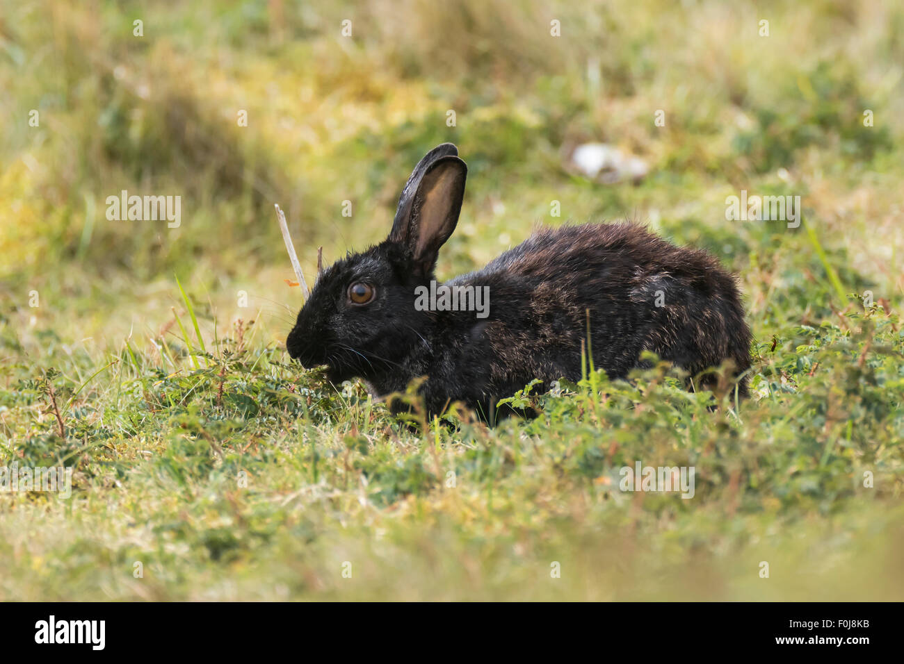 Commun commun sauvage le lapin (Oryctolagus cuniculus), pelage noir, Texel, à l'ouest de l'archipel Frison, Province de la Hollande du Nord, Hollande Banque D'Images