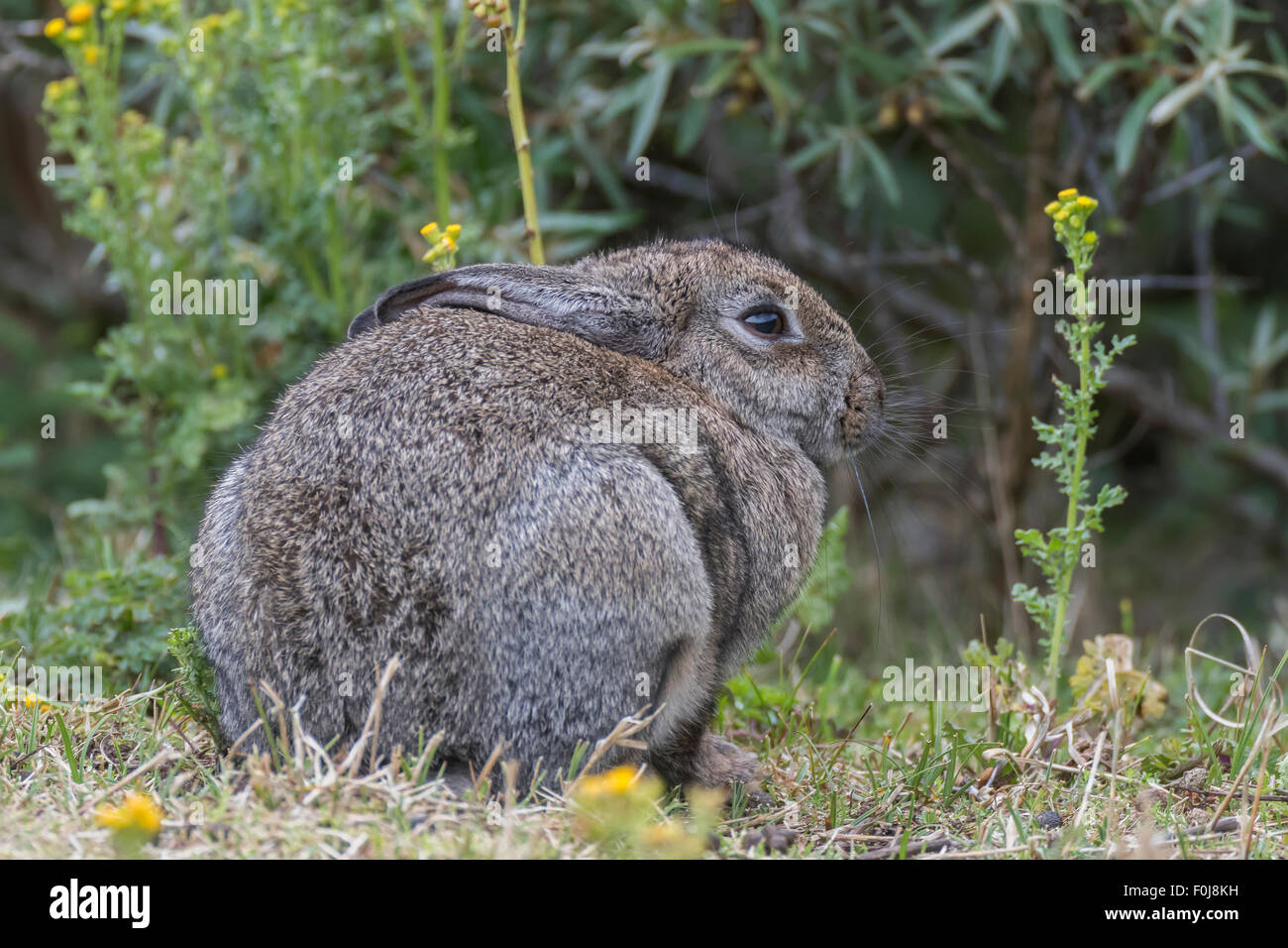 Commune sauvage lapin (Oryctolagus cuniculus), Texel, à l'ouest de l'archipel Frison, Province de la Hollande du Nord, Hollande, Pays-Bas Banque D'Images
