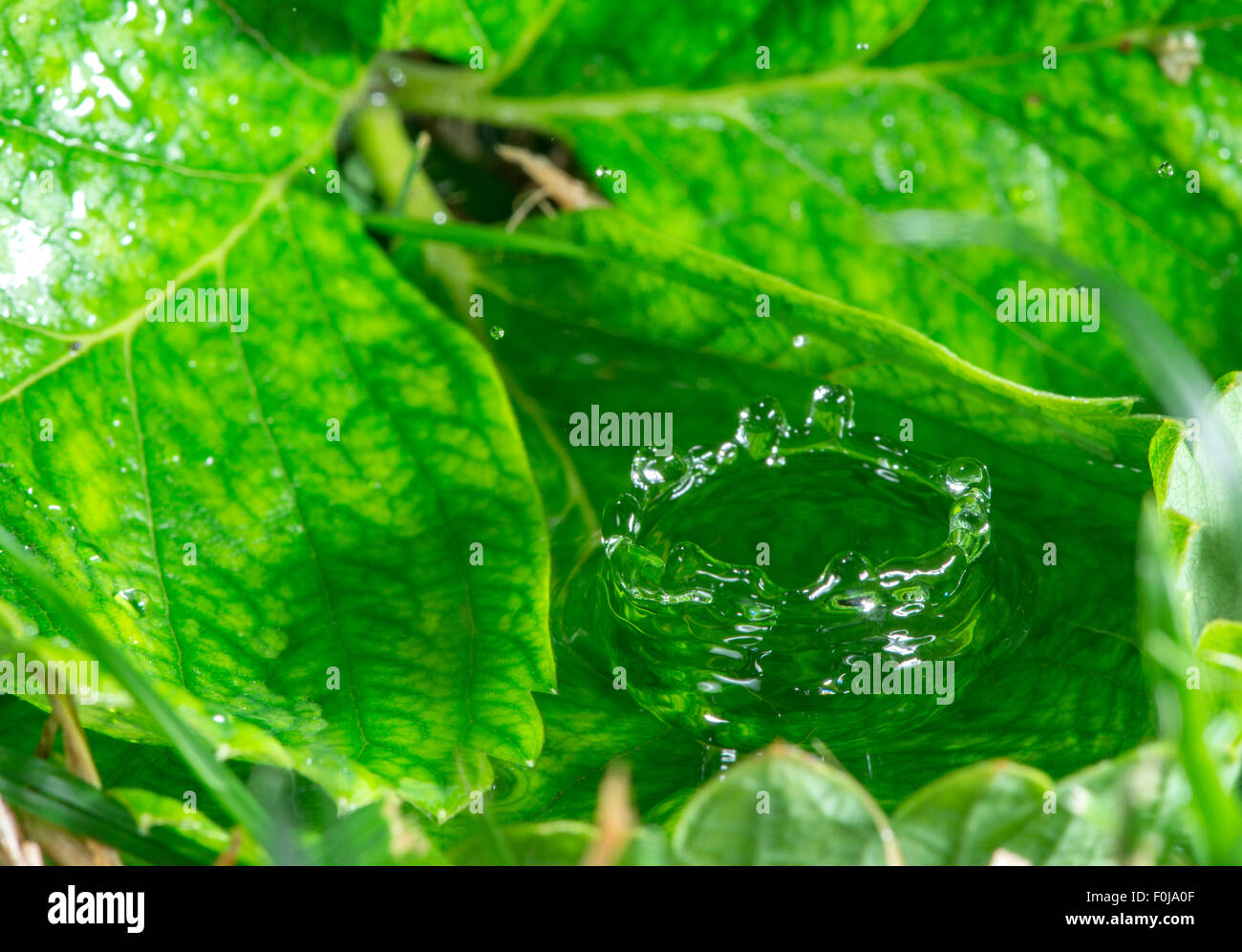 Goutte d'eau dans la nature. Sur feuille verte de l'eau Banque D'Images