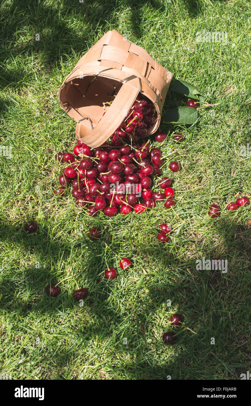 Des griottes dans panier sur pré vert. Journée ensoleillée Banque D'Images