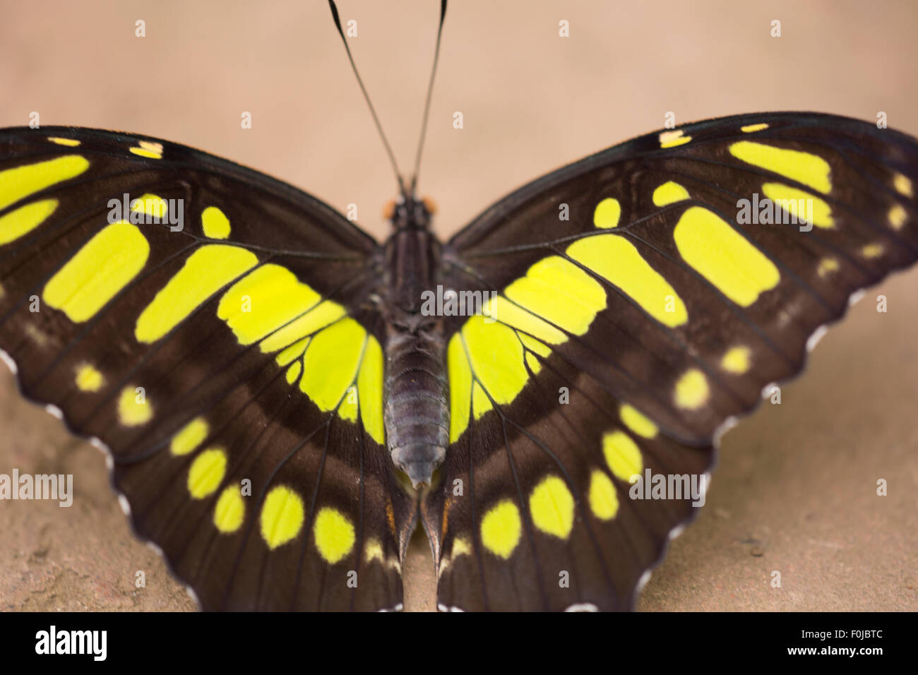 Papillon noir et jaune avec arrière-plan flou, papillon tropical trouvés au  Costa Rica (Amérique centrale Photo Stock - Alamy