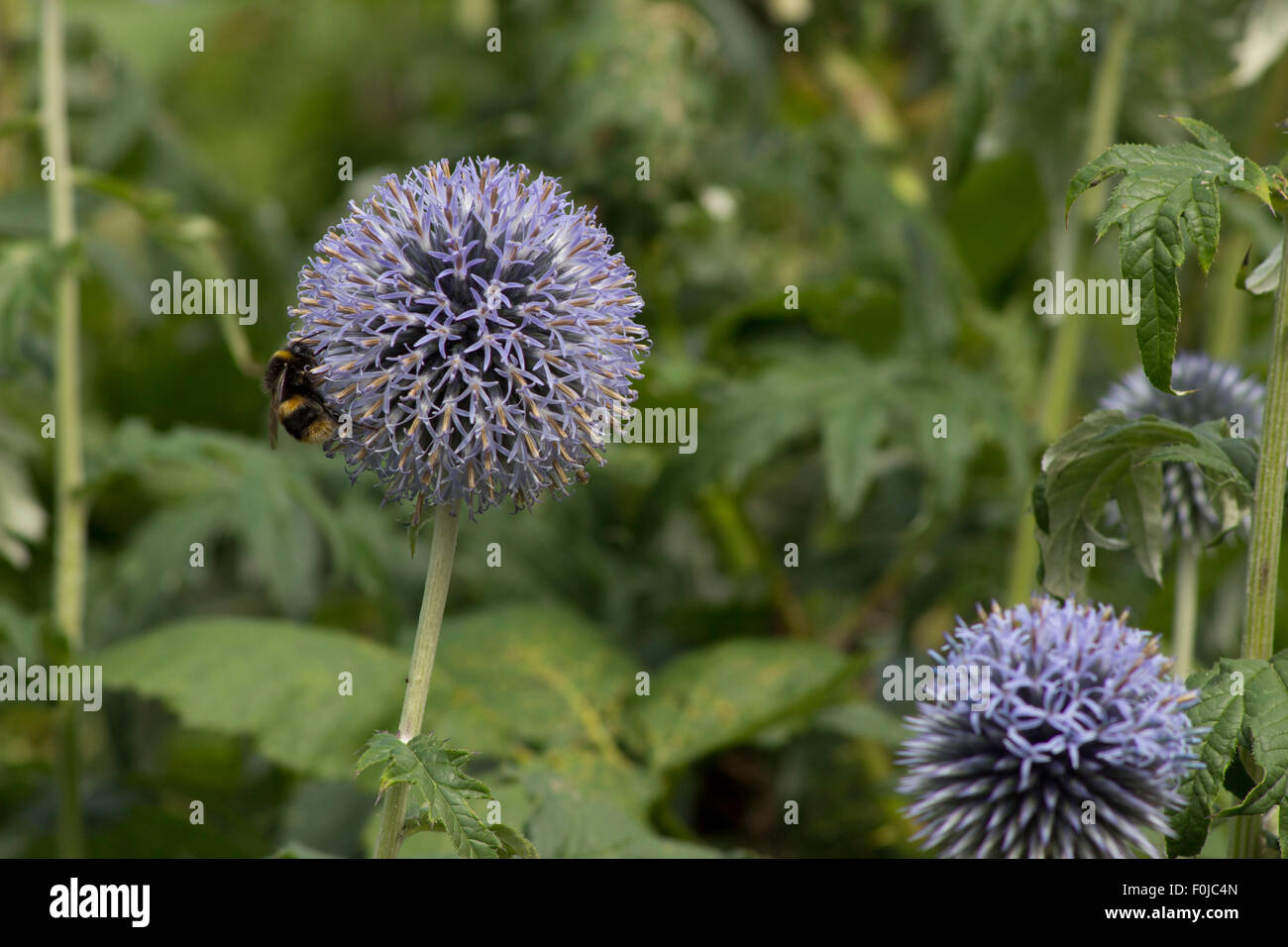 Blue Globe Thistle et ami Banque D'Images