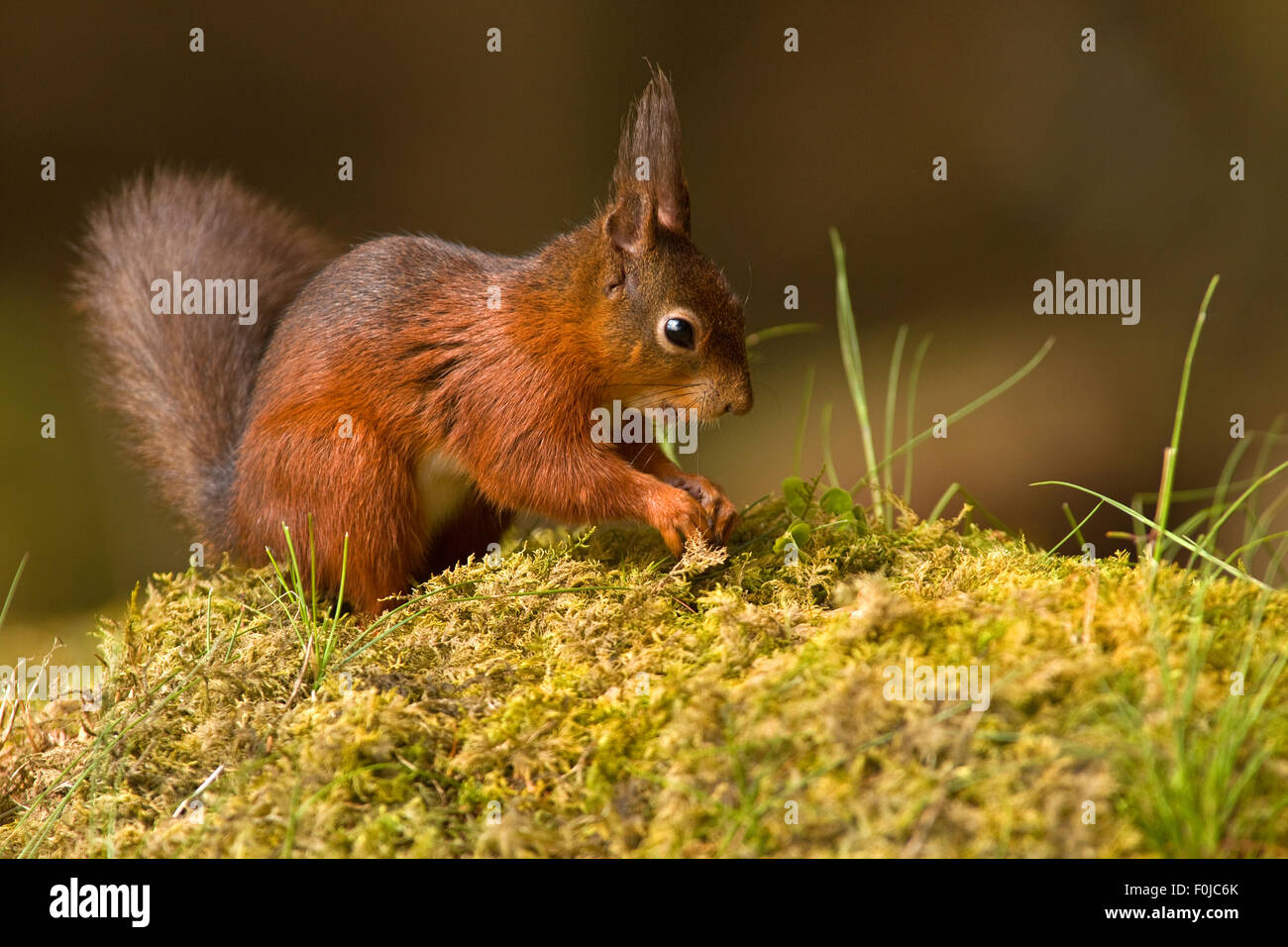 L'Écureuil roux Sciurus vulgaris enterre quelques écrous dans le sol couvert de mousse Banque D'Images