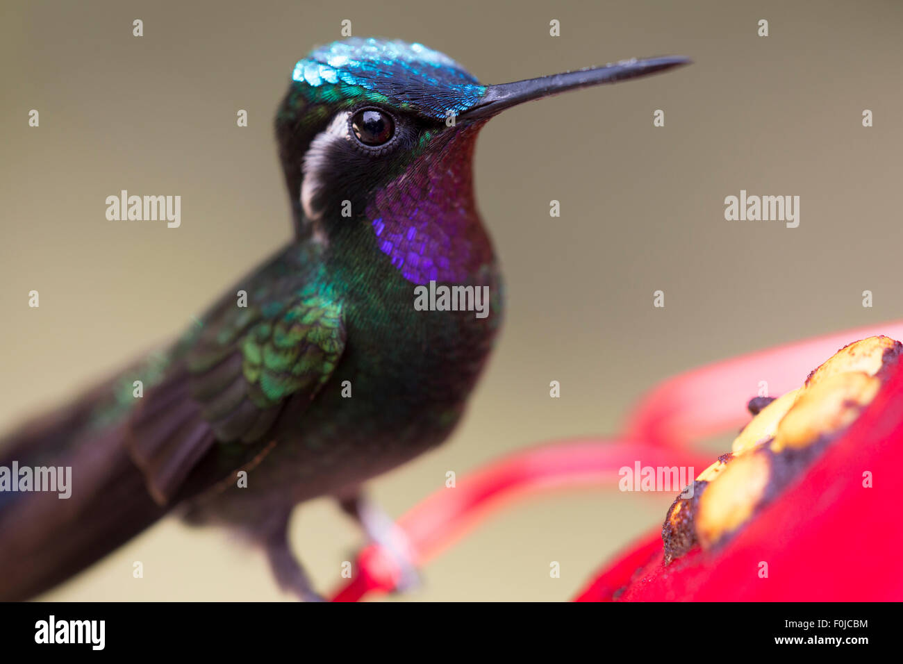Un colibri se reposant à un point d'eau au Costa Rica Banque D'Images