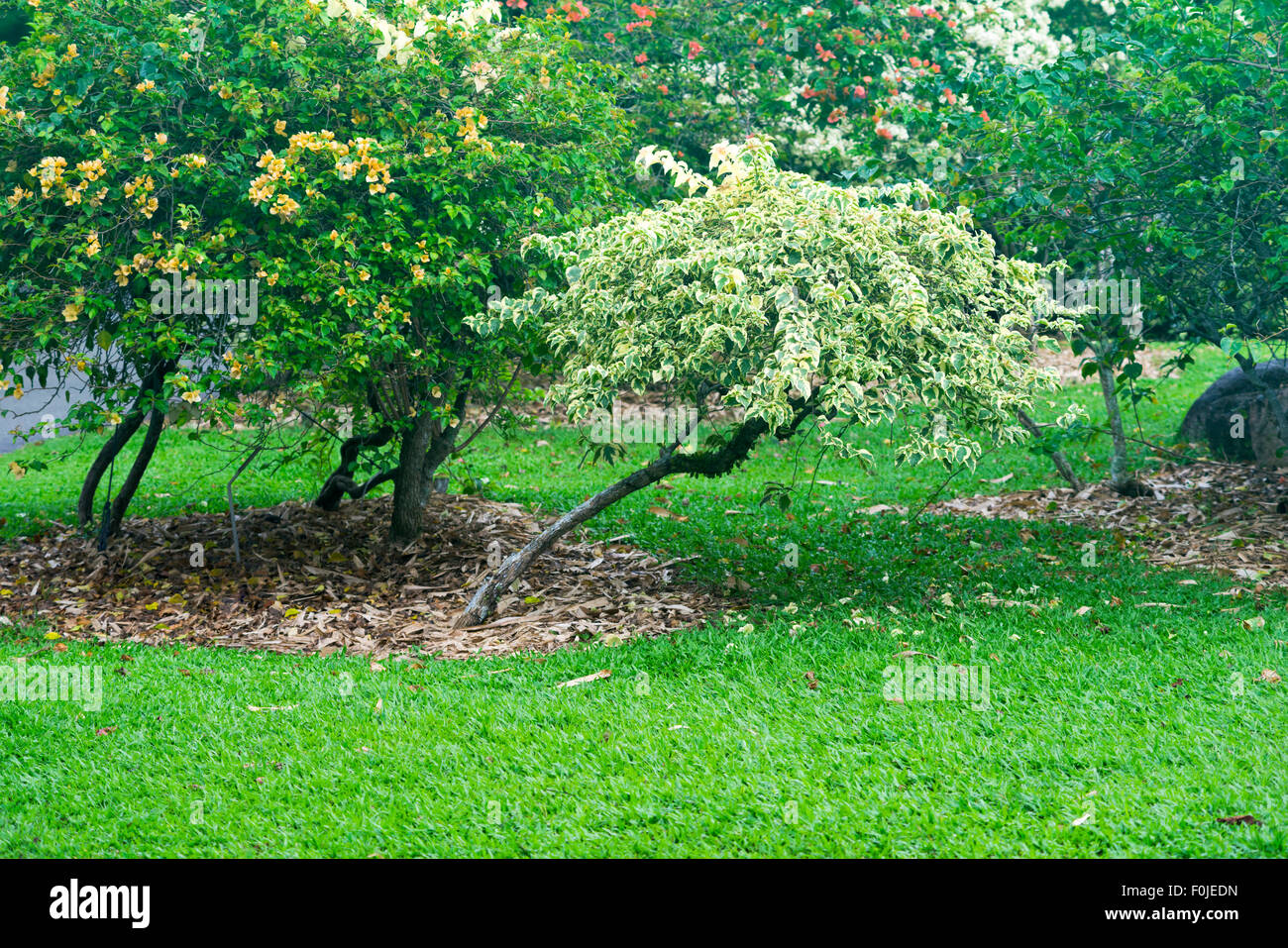 Pré Vert avec différentes plantes en fleurs dans le jardin Botanique de Singapour Banque D'Images Pré Vert avec différentes plantes en fleurs dans le jardin Botanique de Singapour Banque D'Images