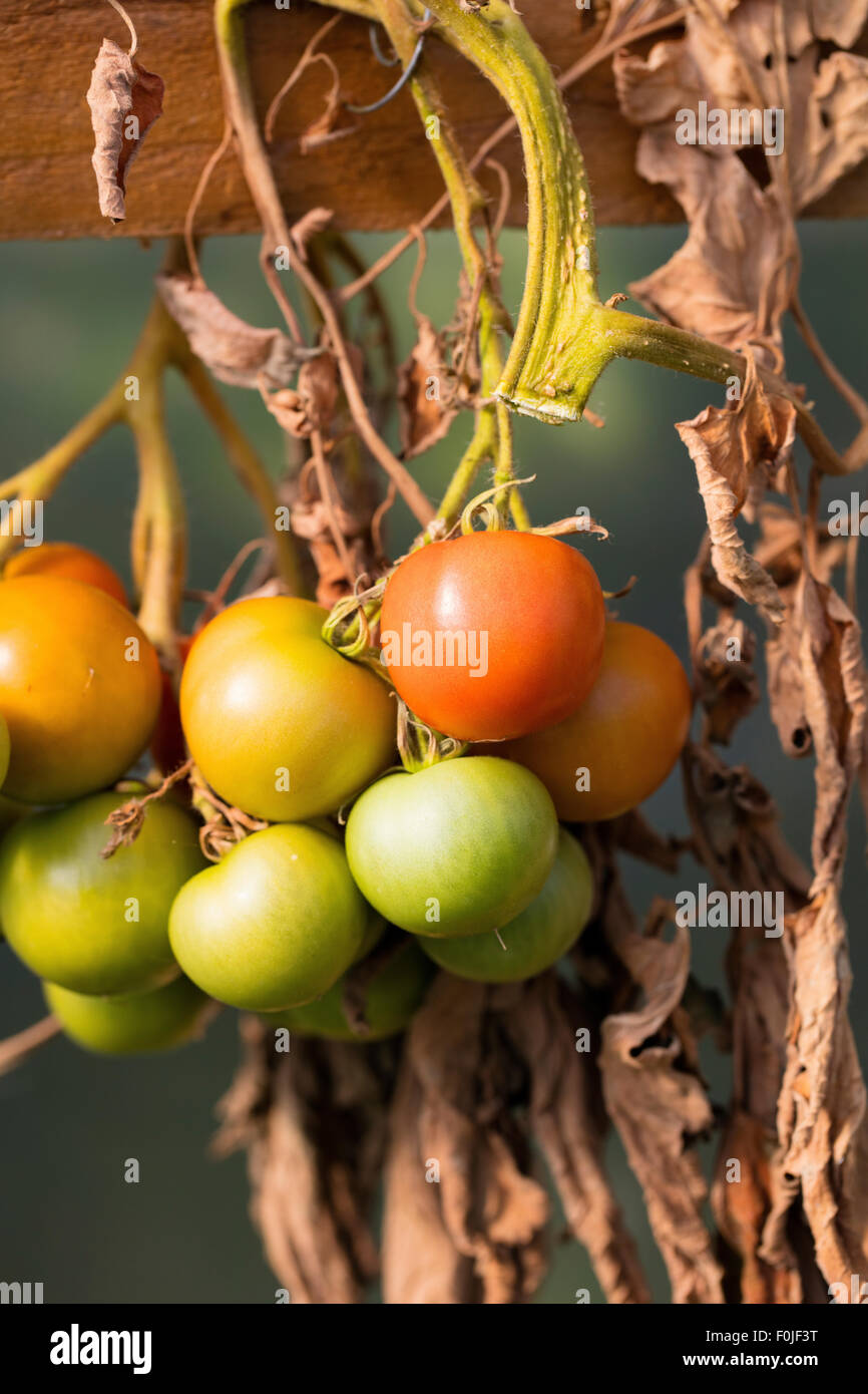 La vie encore la maturation des fruits de tomate Banque D'Images