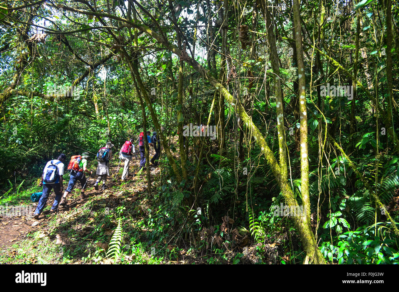 Les touristes lors de l'ascension du Mont Cameroun (Mount Fako), le sommet le plus élevé de l'Afrique de l'Ouest Banque D'Images