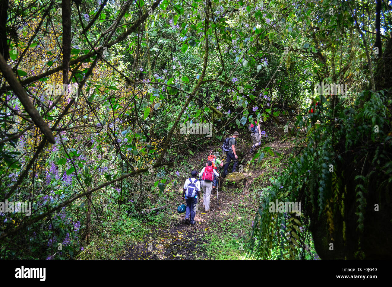 Les touristes lors de l'ascension du Mont Cameroun (Mount Fako), le sommet le plus élevé de l'Afrique de l'Ouest Banque D'Images