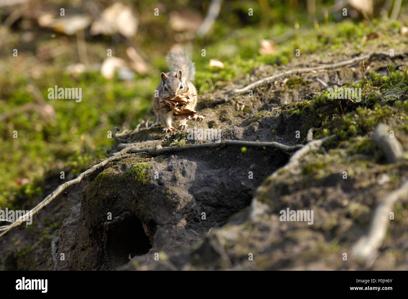 Tamia de Sibérie sauvage (Eutamias sibiricus - Tamias sibiricus) portant des feuilles mortes de sa tanière Banque D'Images