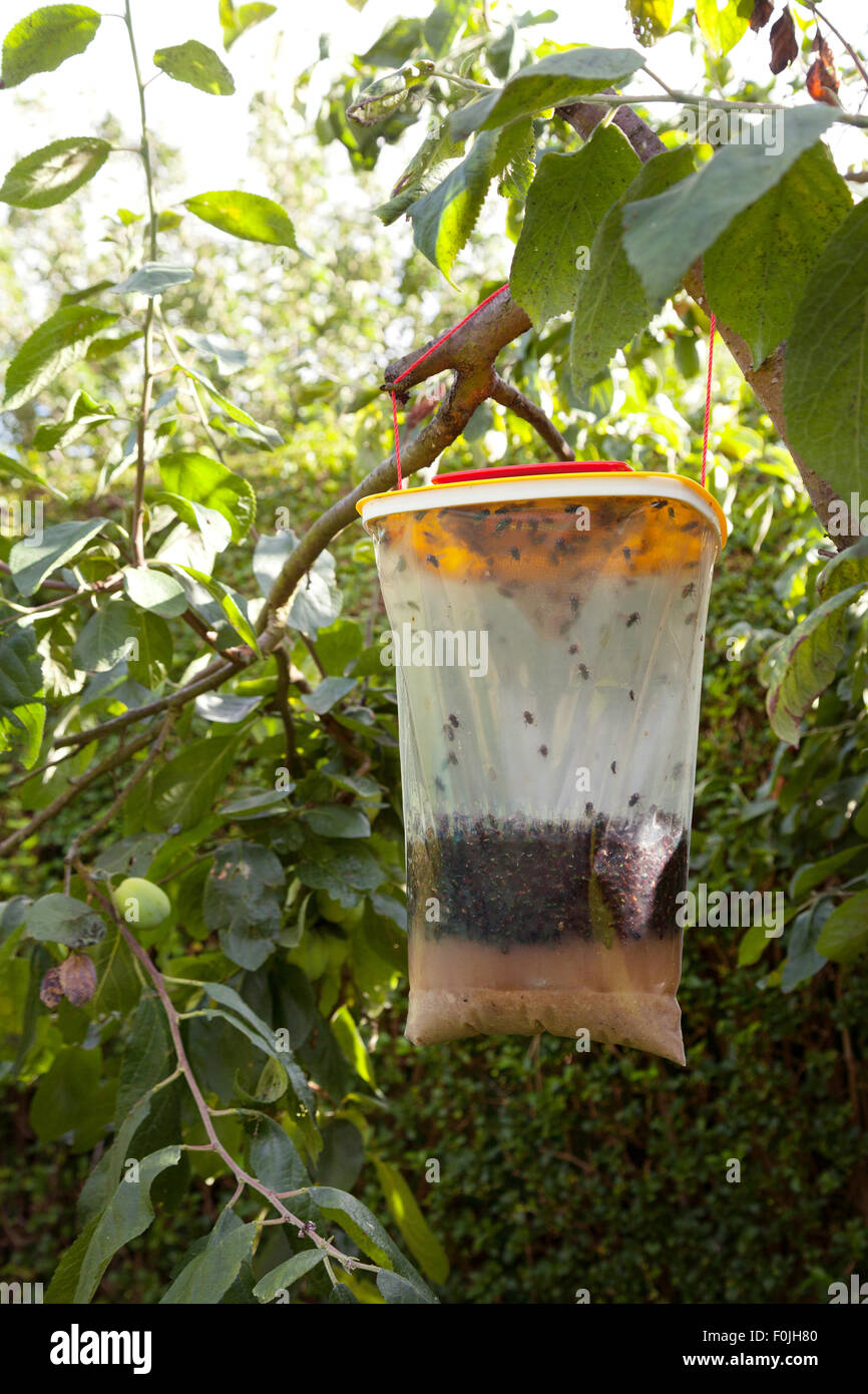 Un haut rouge Fly Trap plein de mouches mortes suspendu à un arbre dans le jardin, UK Banque D'Images